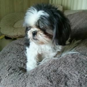 Meet your Posher, Violeta